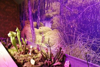 salle de la tourbière - Agrandir l'image 1 sur 2, fenêtre modale