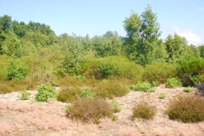 Agrandir l'image 3 sur 3, fenêtre modale