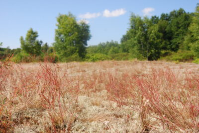 Agrandir l'image 1 sur 3, fenêtre modale