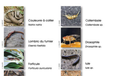 Agrandir l'image 3 sur 3, fenêtre modale