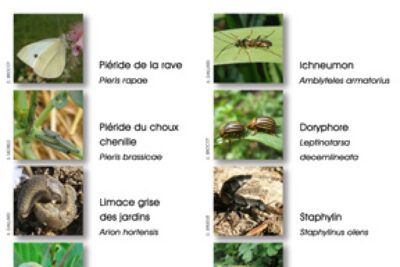 Agrandir l'image 1 sur 3, fenêtre modale