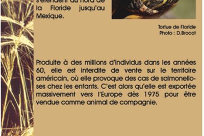 Agrandir l'image 2 sur 4, fenêtre modale