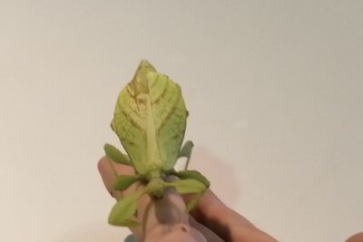 Agrandir l'image 2 sur 3, fenêtre modale