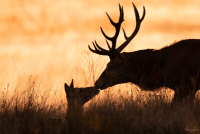 Agrandir l'image 3 sur 3, fenêtre modale